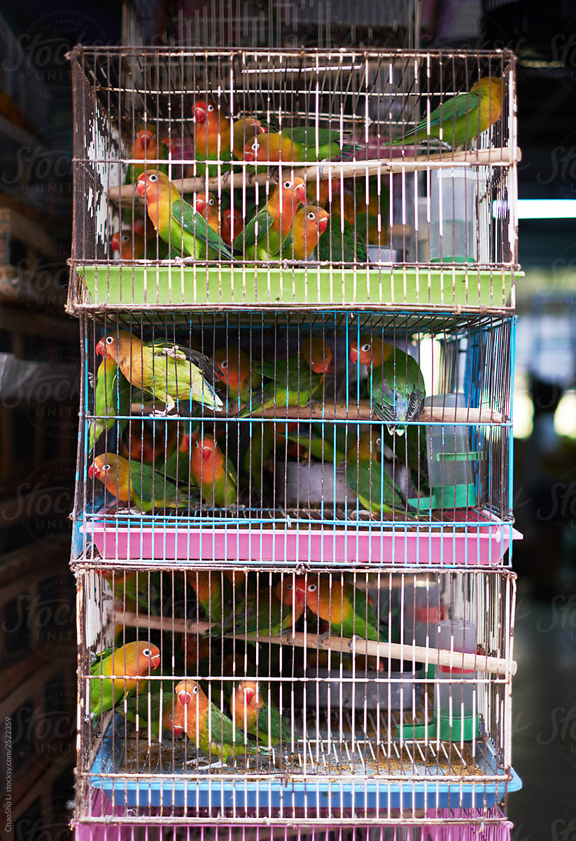 Parrots in the pet market, in the cage