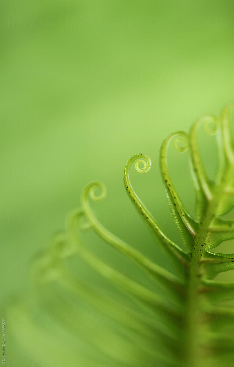 Curly elegant edges of blechnum gibbum leaf. Macro photo with shallow focus.