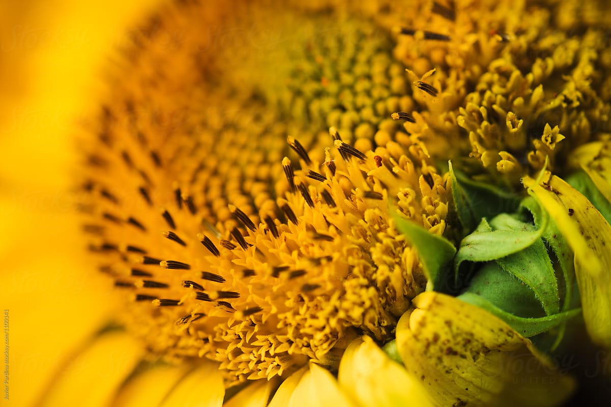 Macro details of sunflower