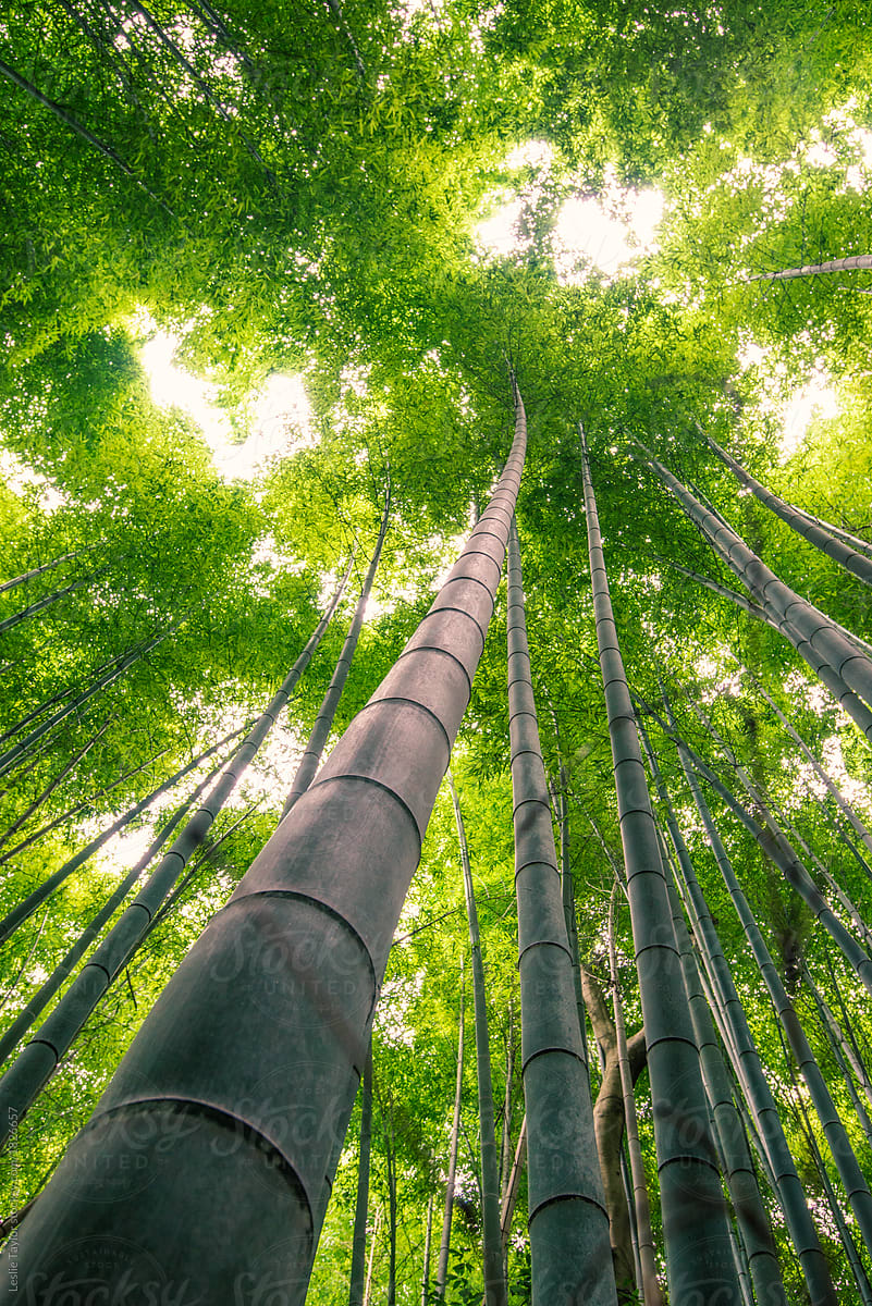 Towering Bamboo In Kyoto