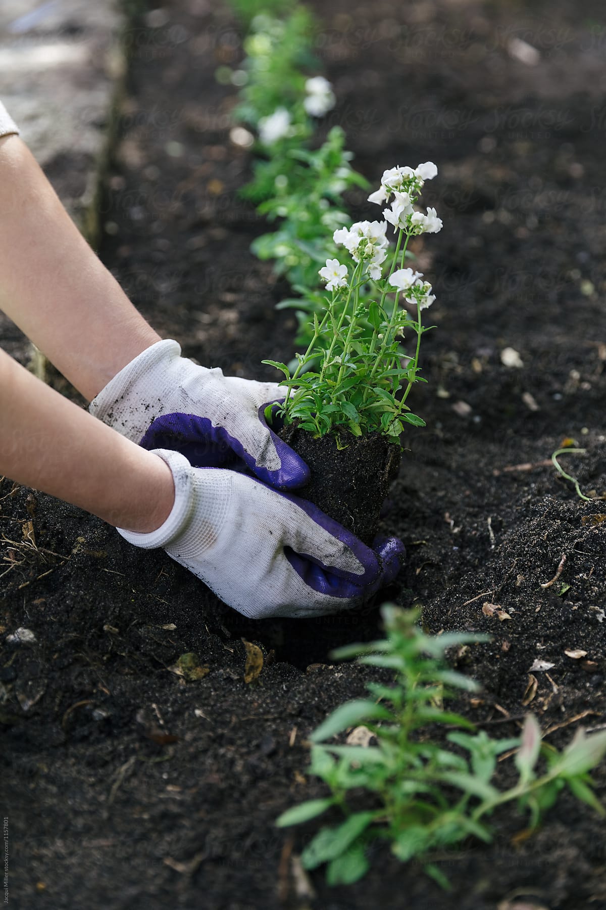 Hands planting small white garden flower
