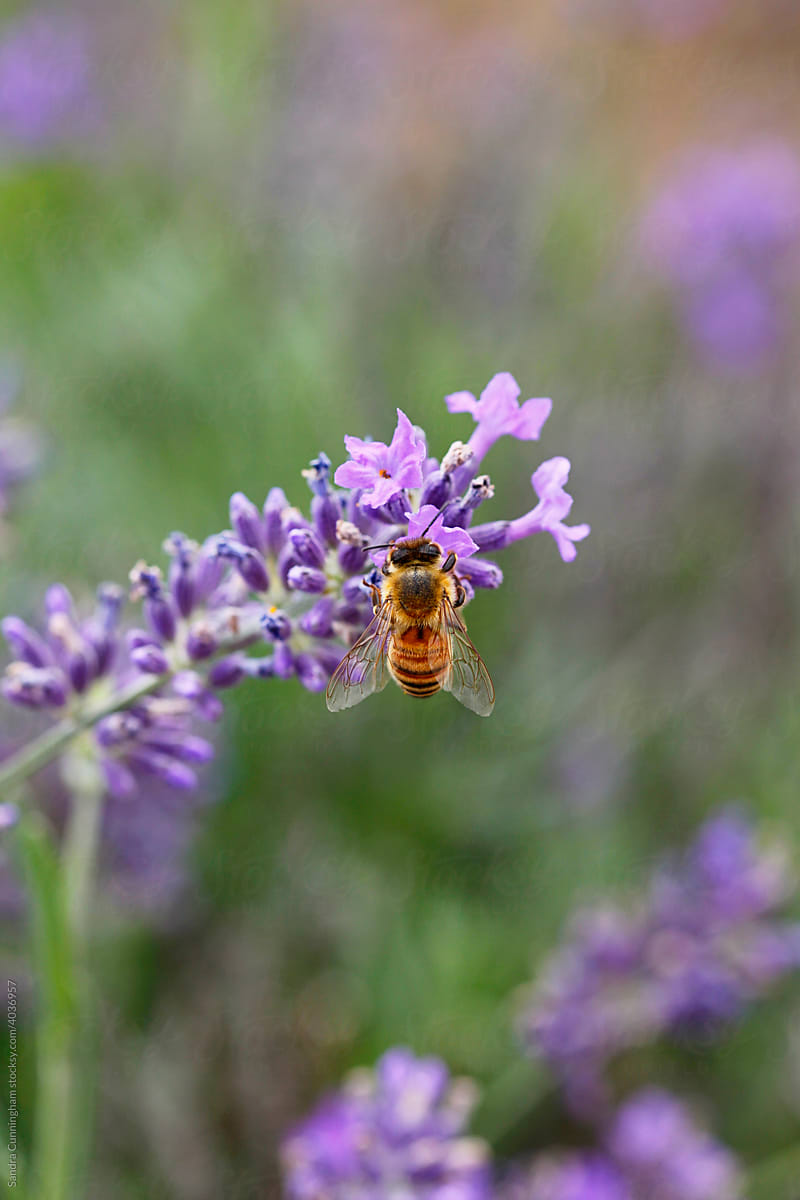 Closeup of a honey bee on lavender