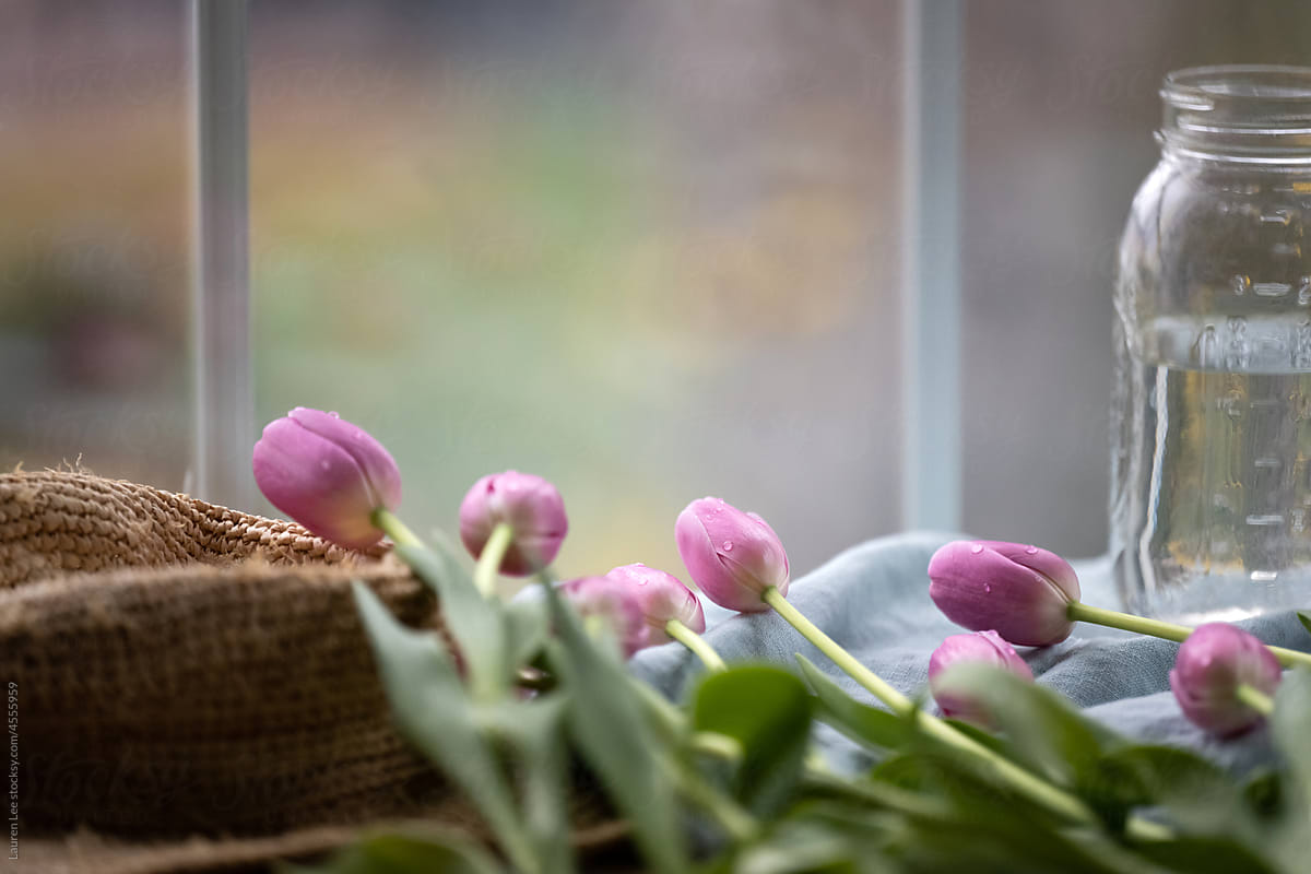 Pretty tulips by the window