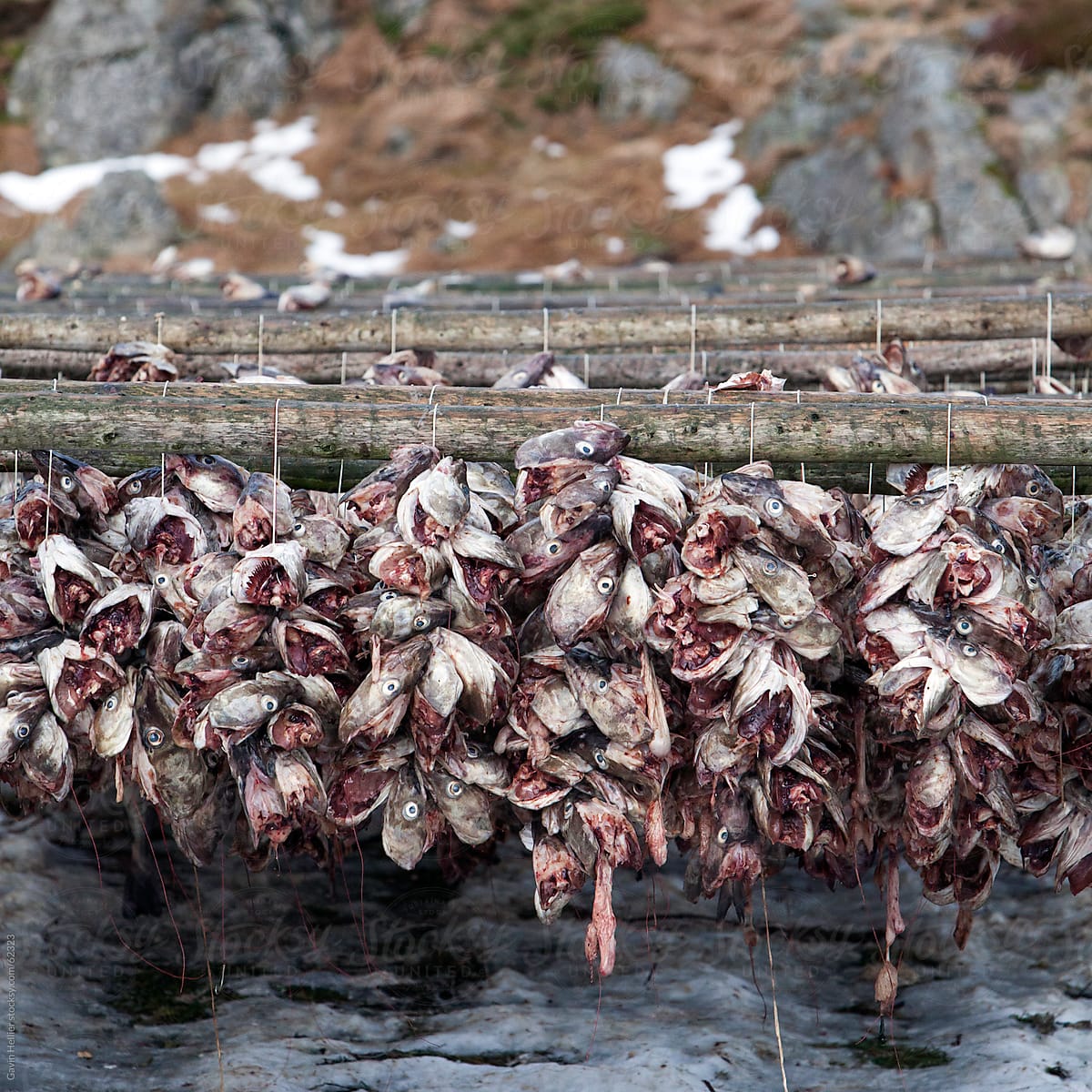 Stockfish (Cod) drying on wooden racks, Lofoten, Nordland, Norway, Scandinavia