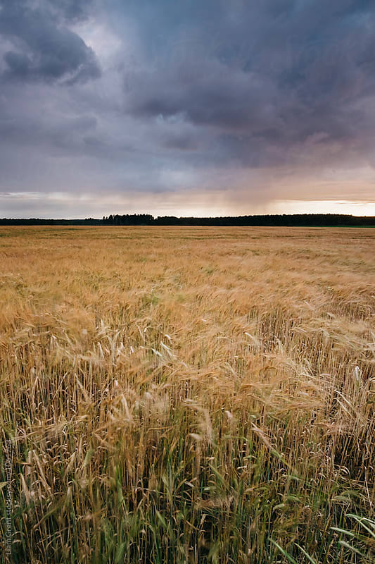 Rain, clouds and Barley blowing in the wind at sunset. Norfolk, UK.