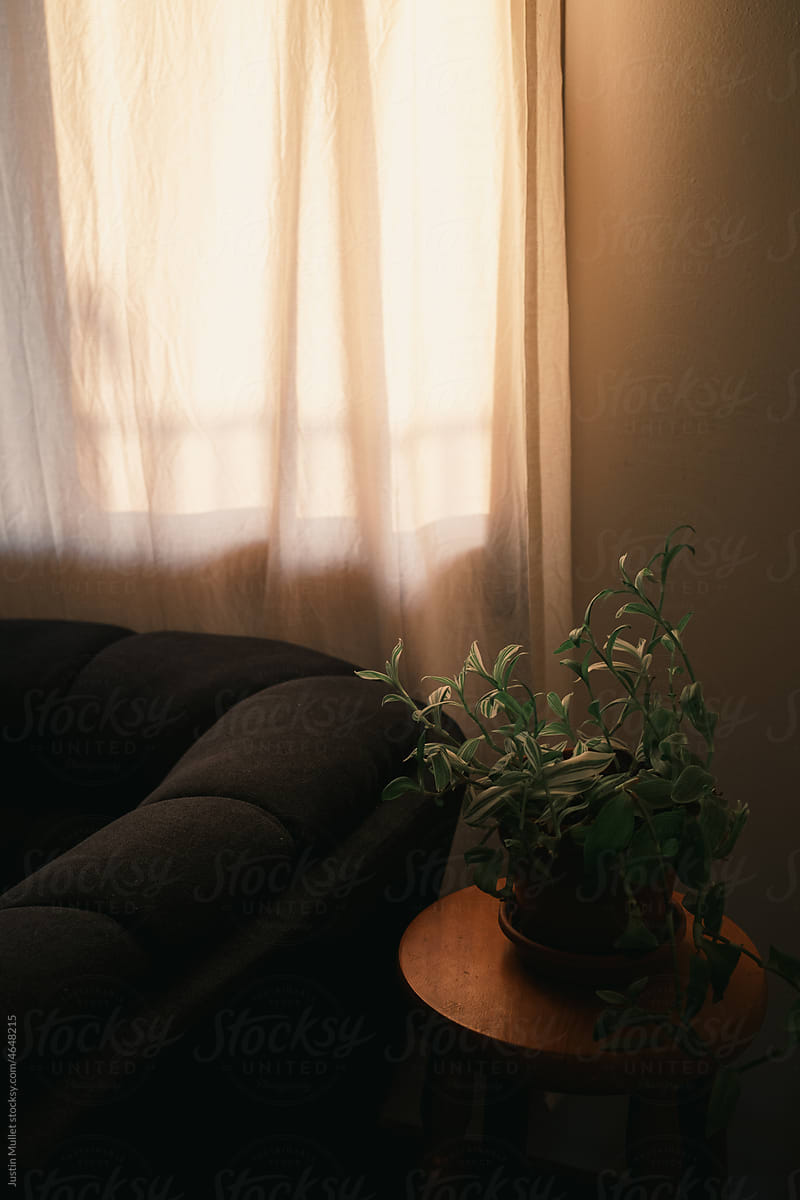 House plant in soft light of morning