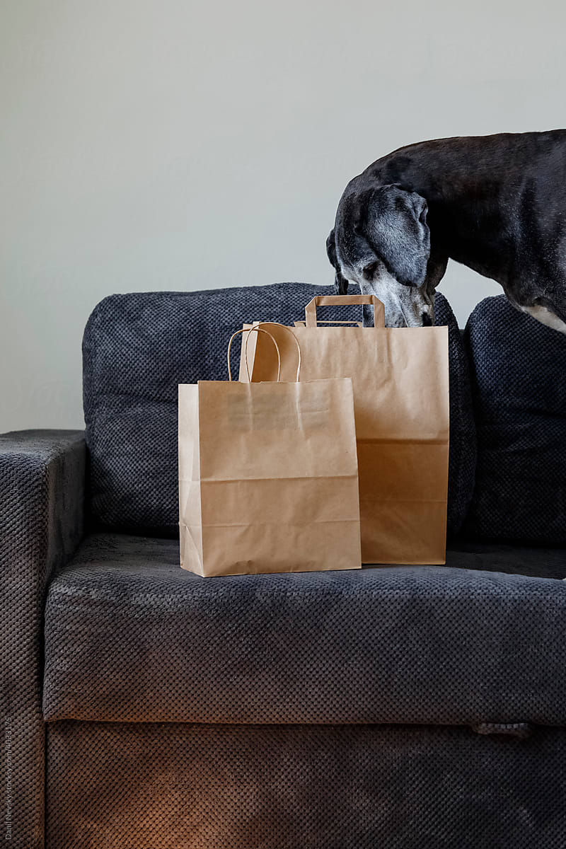 Dog sniffing groceries in paper bags