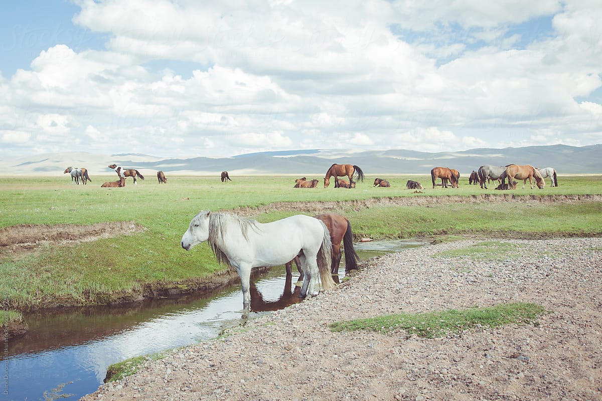  White Horse By The River By Stocksy Contributor Diane Durongpisitkul 