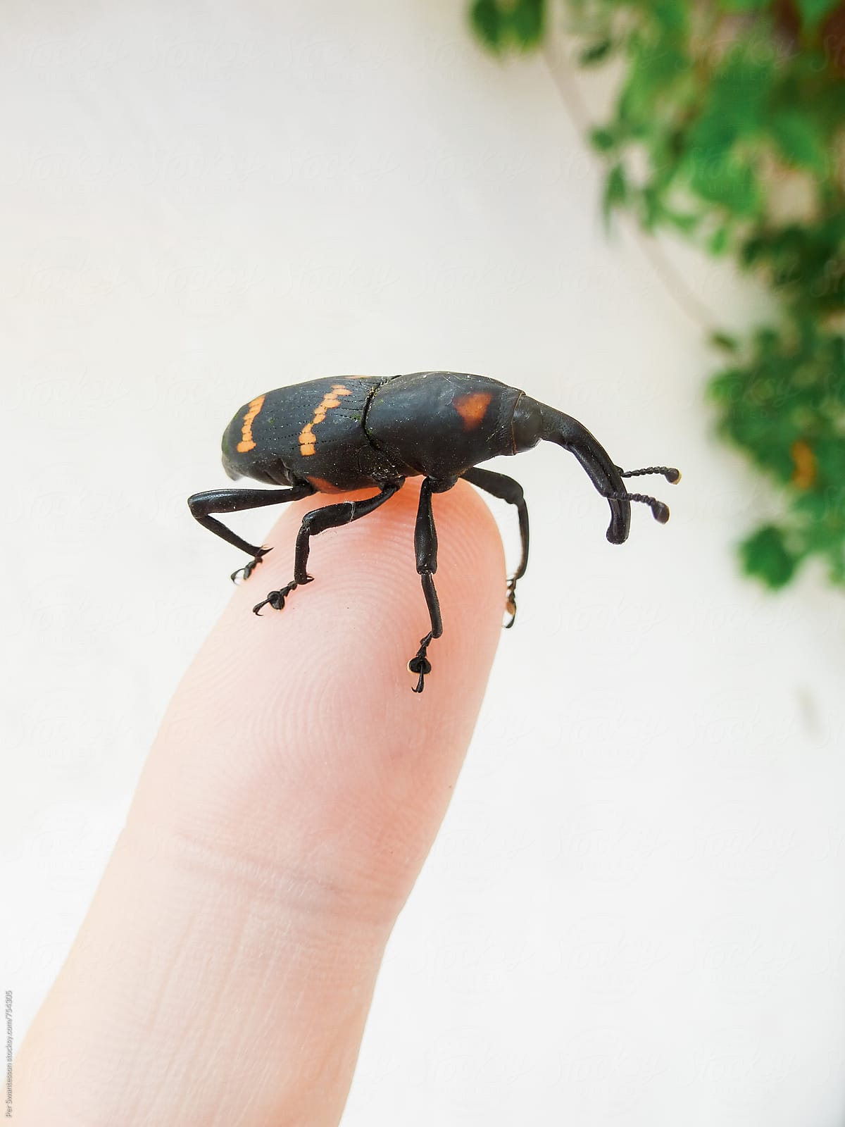 Nature science: Learning about nature, biology, Beetle on finger