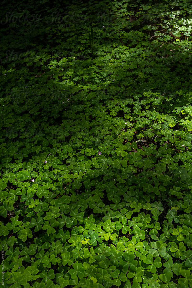Sunlight dappled on green clover ground cover on the forest floor