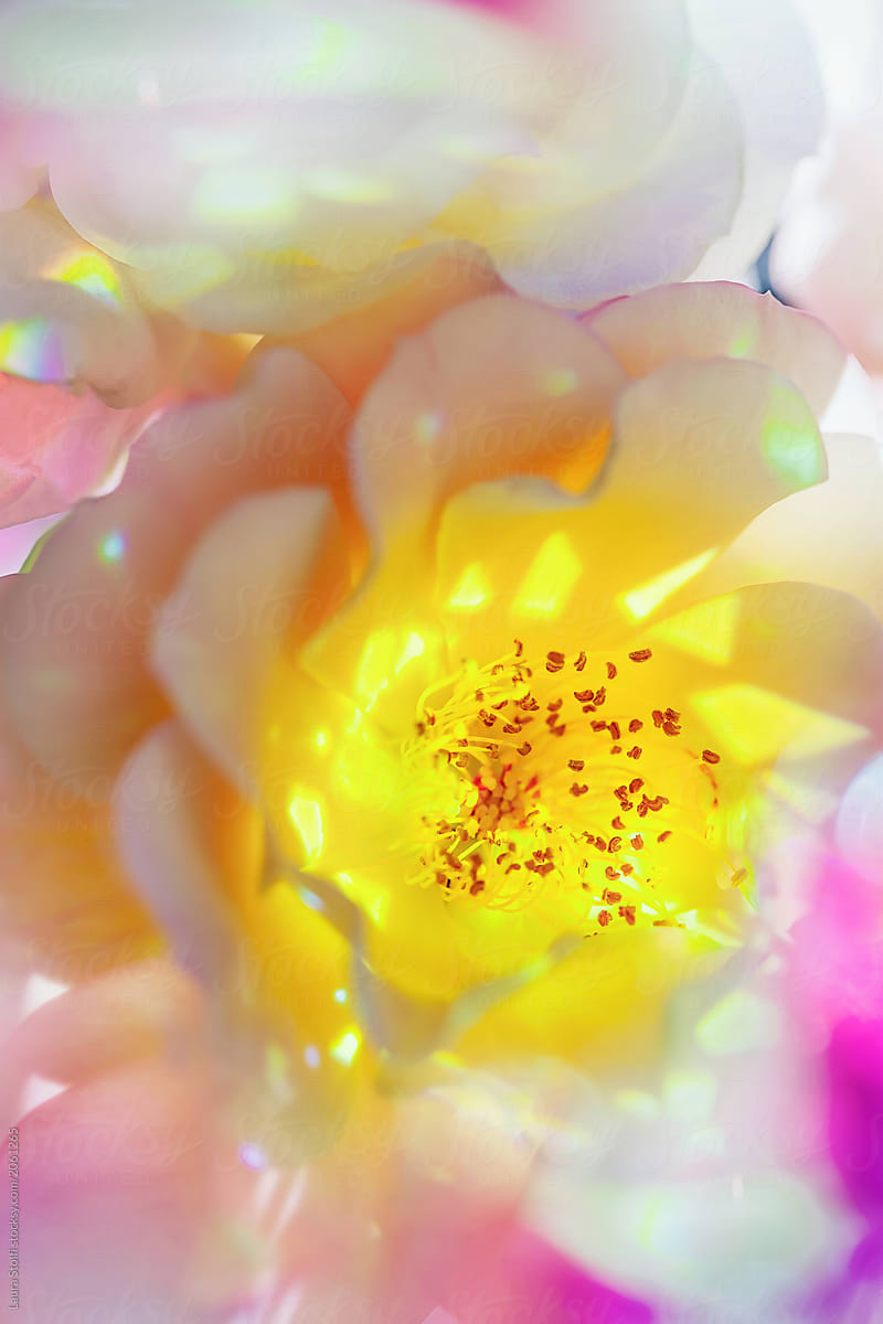 Sunrays refractions created by a prism form a luminous crown around the central part of a peachy pink rose