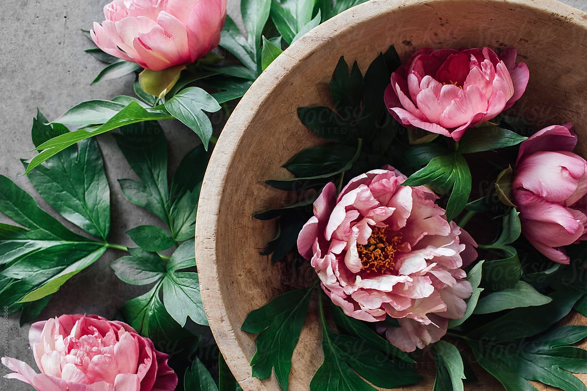 Over A Rustic Wooden Bowl Filled With Pink Peonies By Kelly Knox 