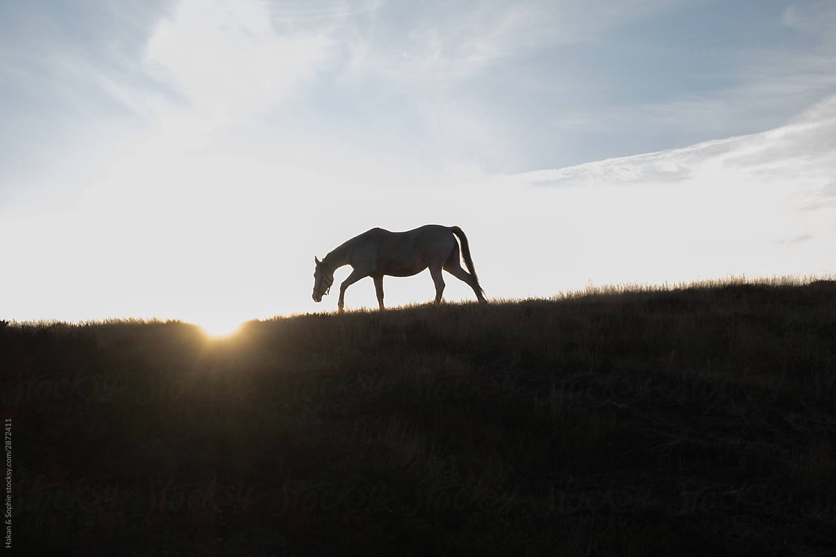 A silhouetted horse walking towards the light