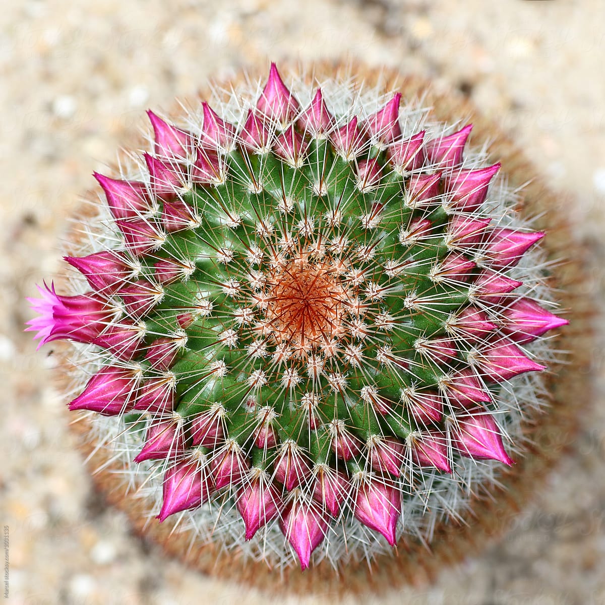 Flowering cactus top