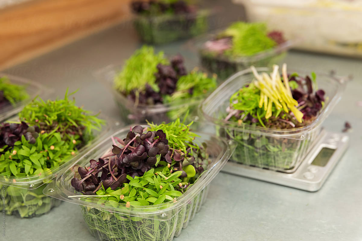 Plant-based plastic containers filled with microgreen sprouts
