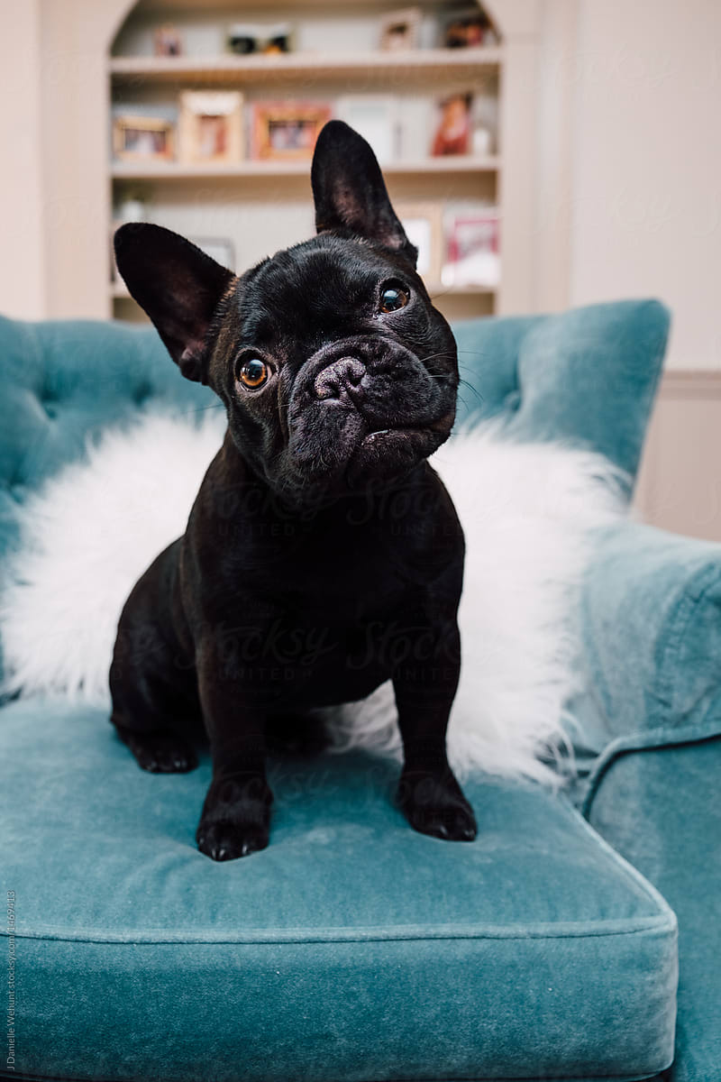 Black French Bulldog on Couch by J Danielle Wehunt