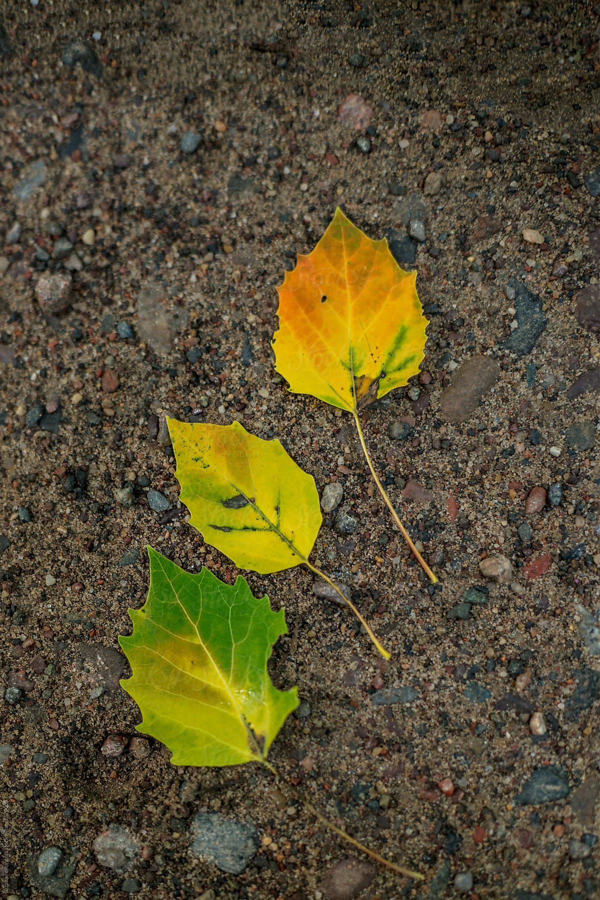 The first signs of autumn 