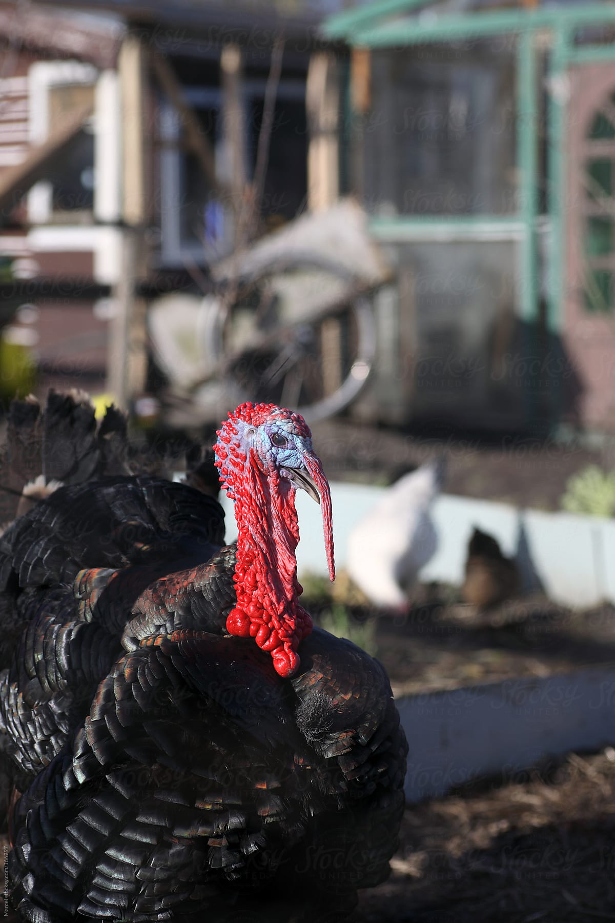 Turkey in a messy backyard