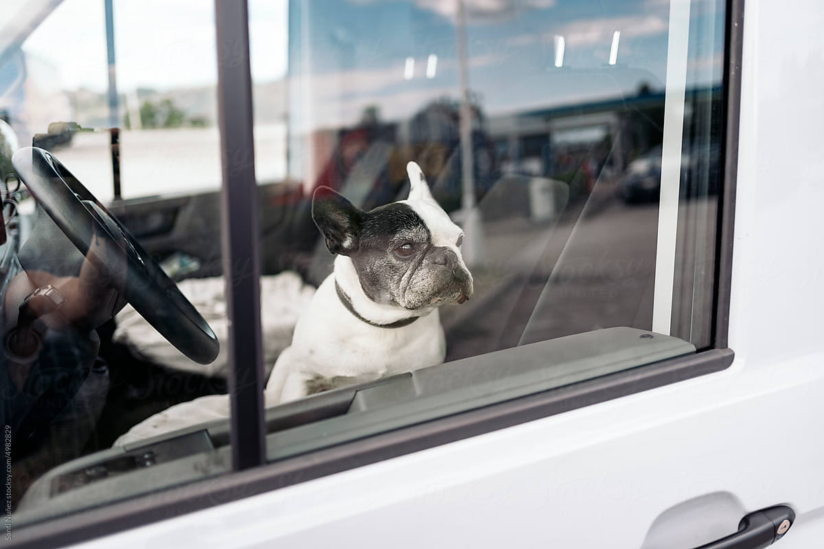 Cute Bulldog Waiting in the Car