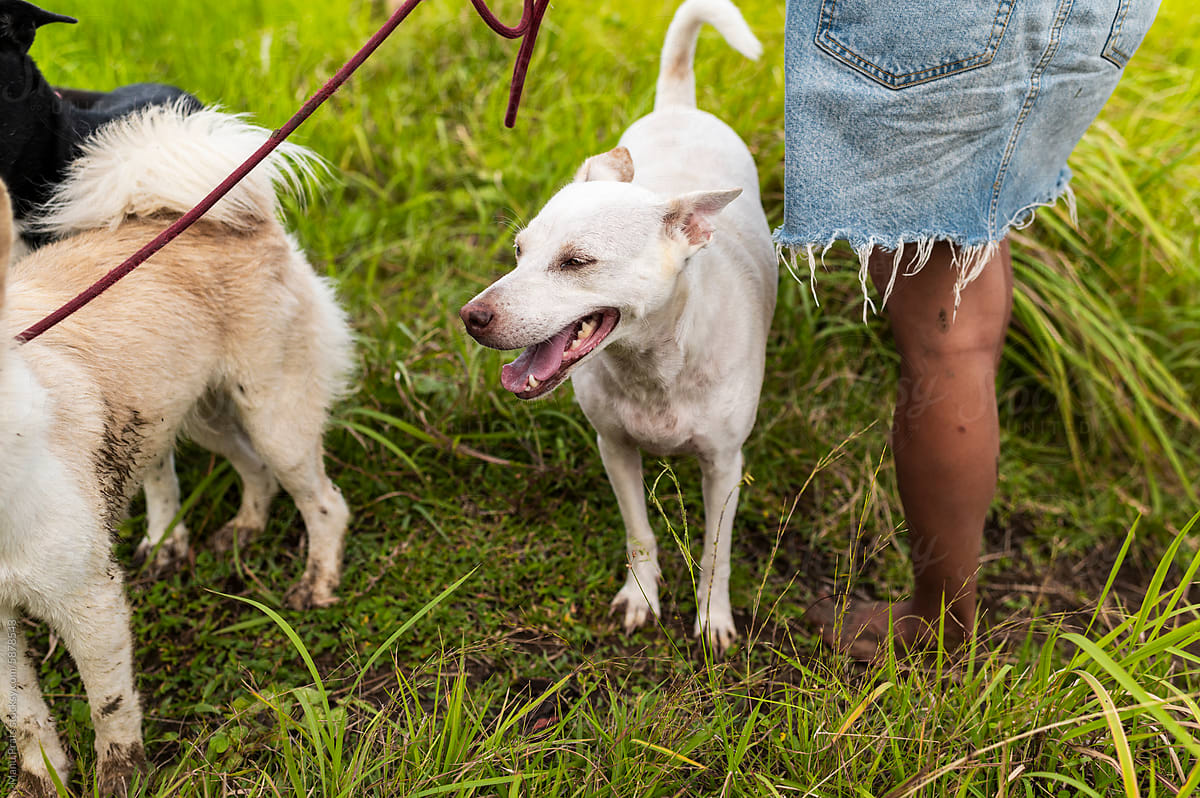 Activist volunteer friends walking rescued dogs by tropical pathway