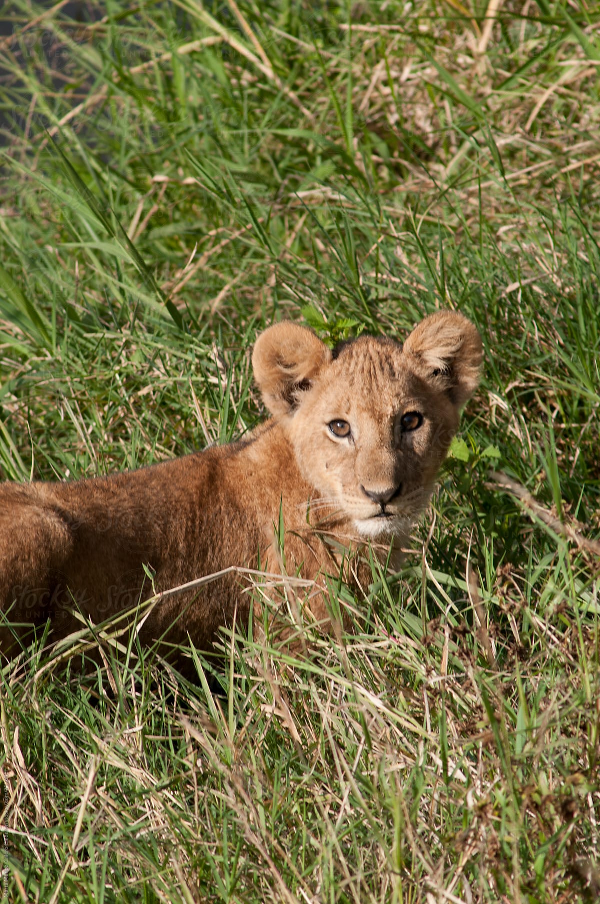 Baby Lion King in Masai Mara National Park during a Safari in Kenya