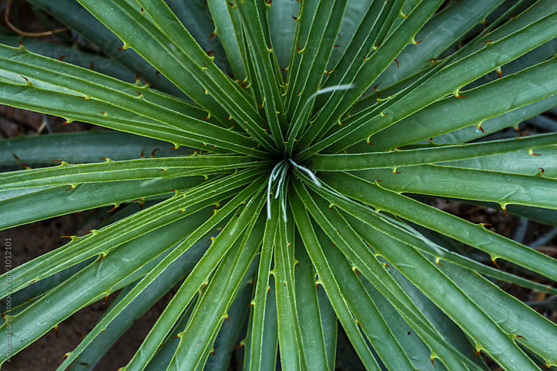 yucca plant from above