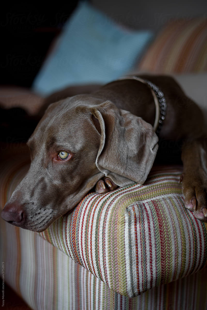 Weimaraner grey dog at home