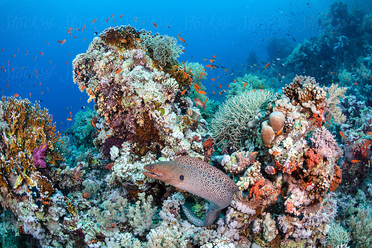 Moray eel at coral reef