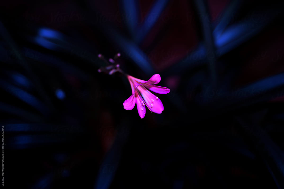 Pink flower at night