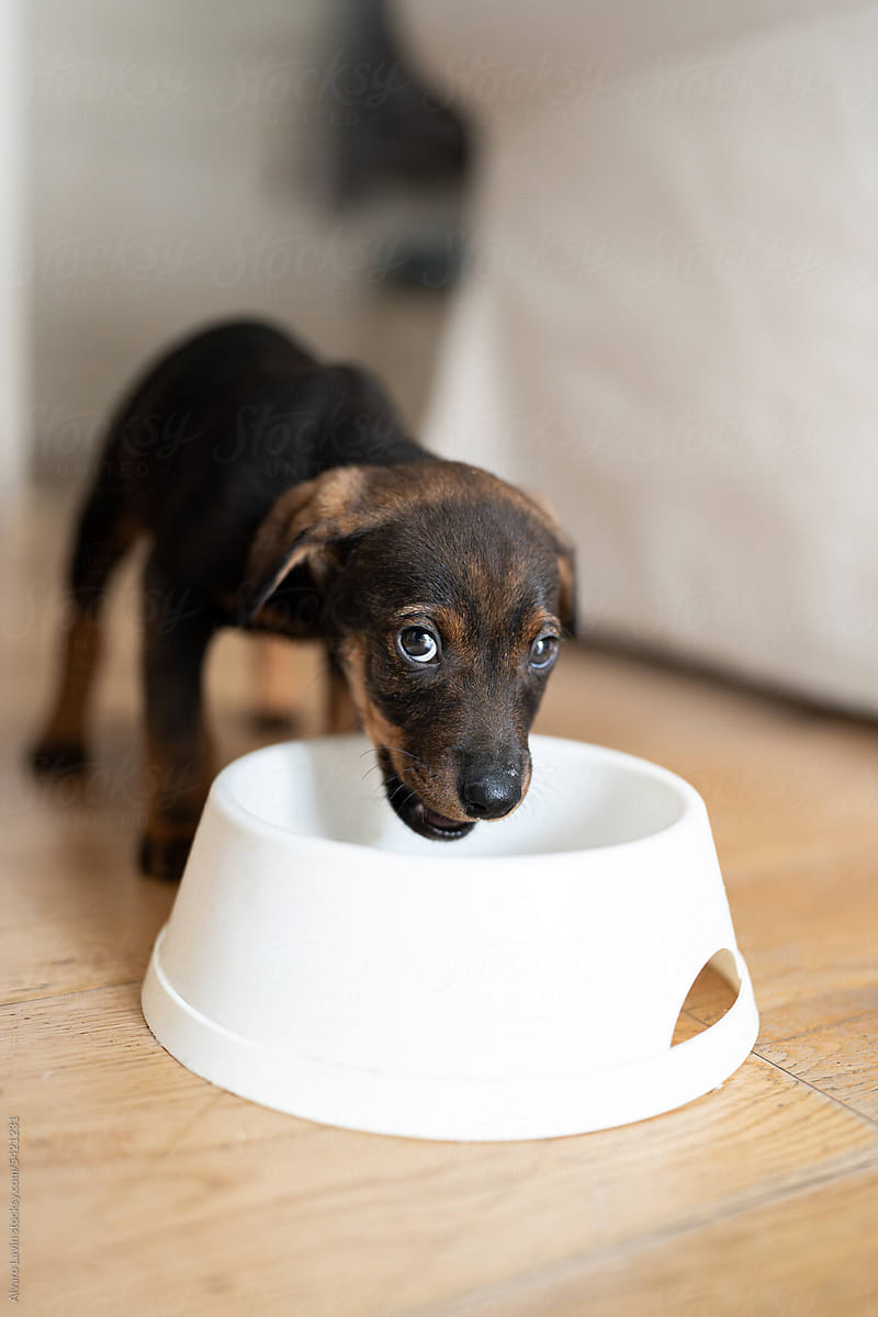 puppy dog with food bowl at home