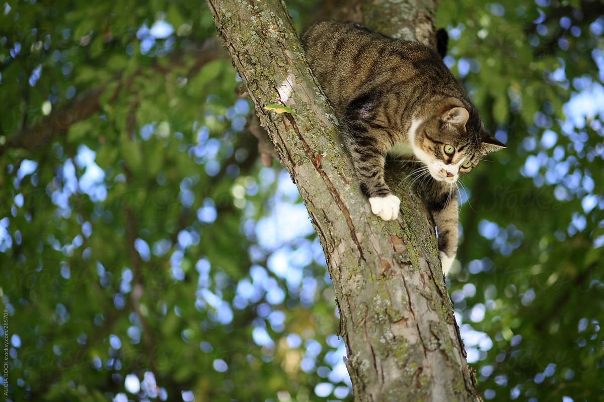 A Cute Cat Trying To Climb Down From A High Tree Branch.