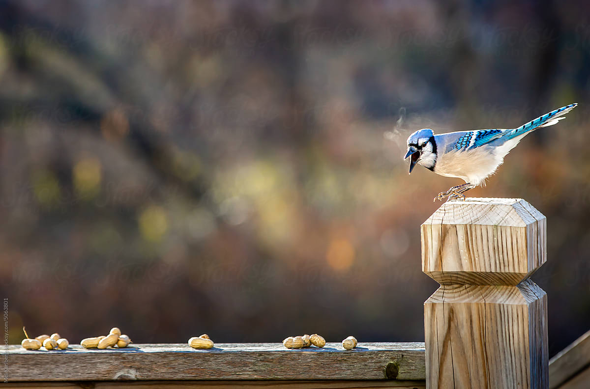 Blue Jay bird visible breath after eating peanuts on a home back deck