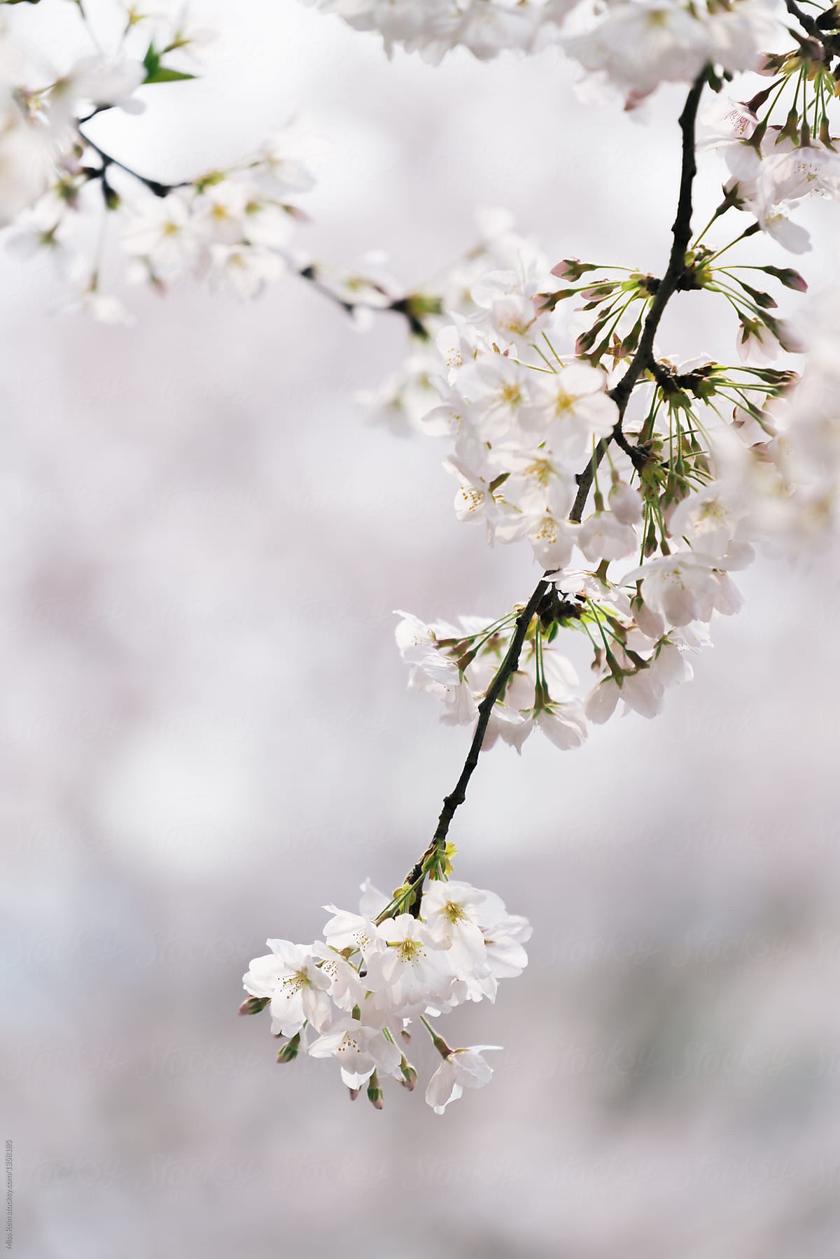 Close-Up Of White Apple Blossoms In Spring | Stocksy United
