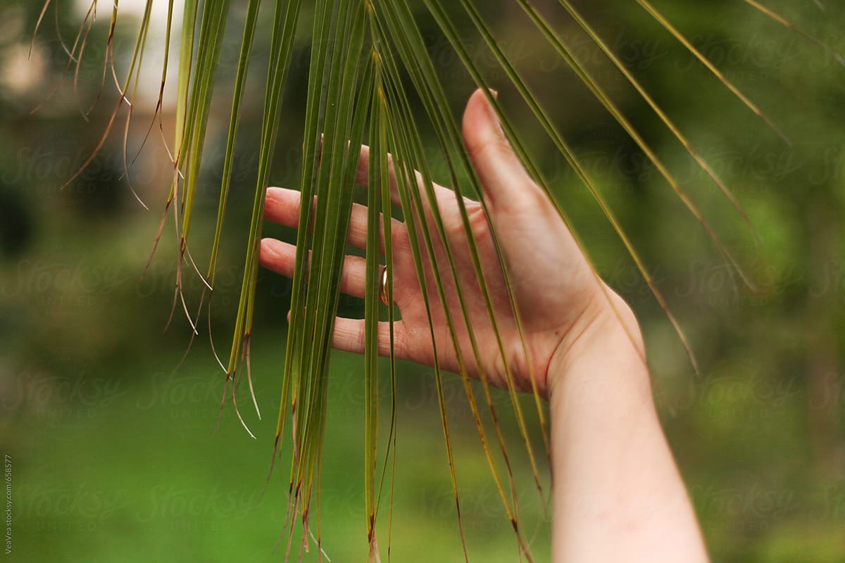 Female hand holding a leafage of a palm tree