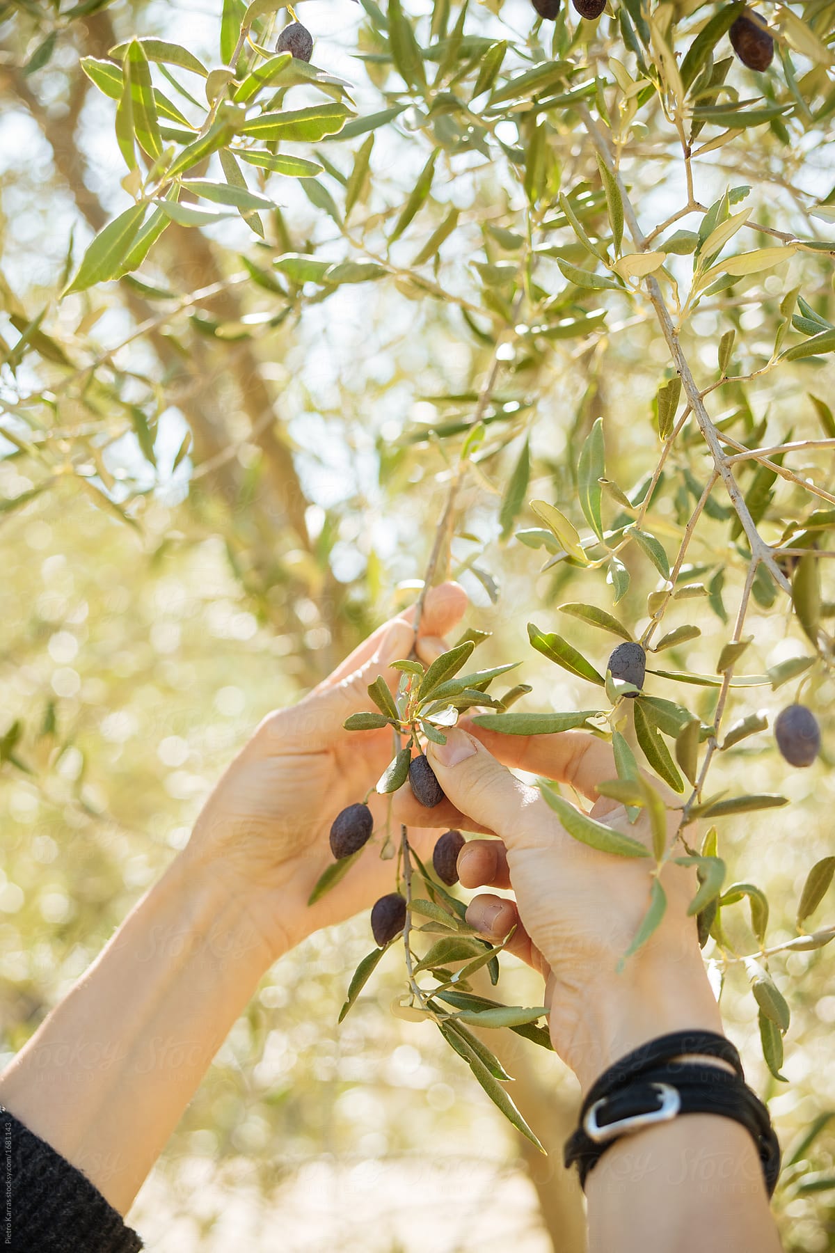 unidentified person holing blanches and picking olive fruits from olive tree
