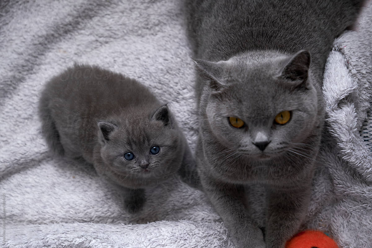 Cute British short blue cat mother and child in the nest