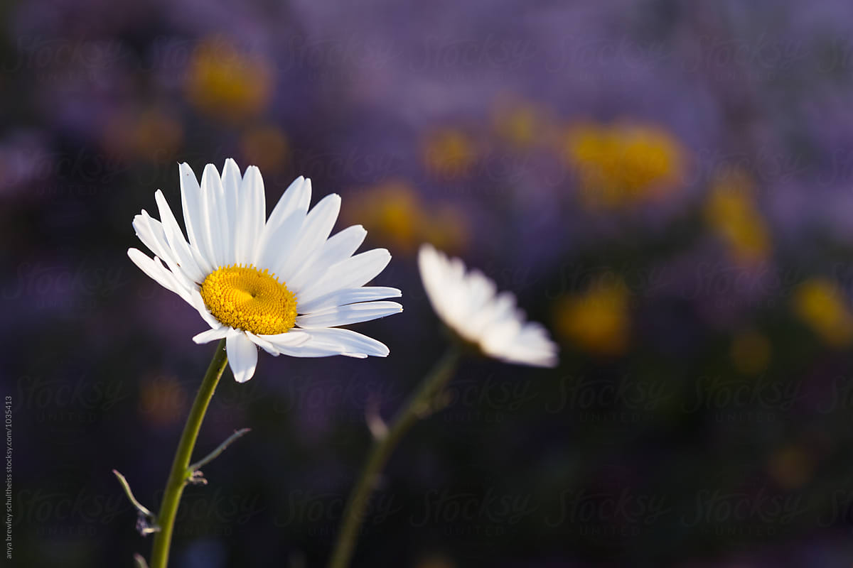 A yellow and white pretty daisy flower