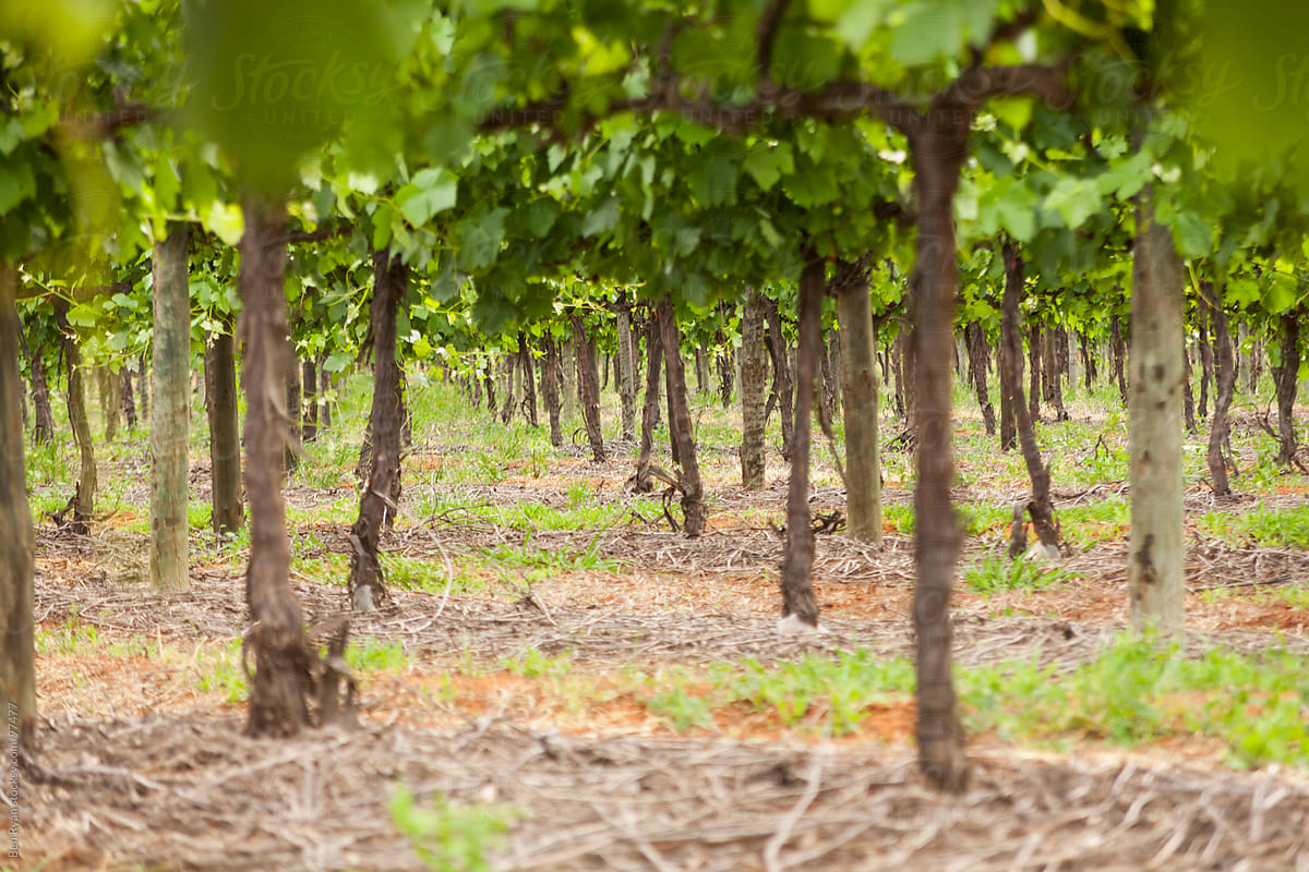 Trunk level view through a vineyard