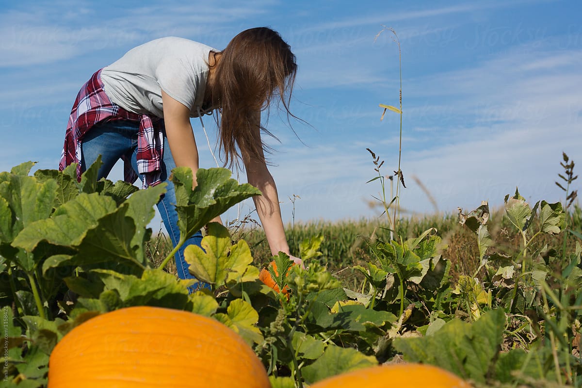 teenager searching for pumpkin in pumpkin patch