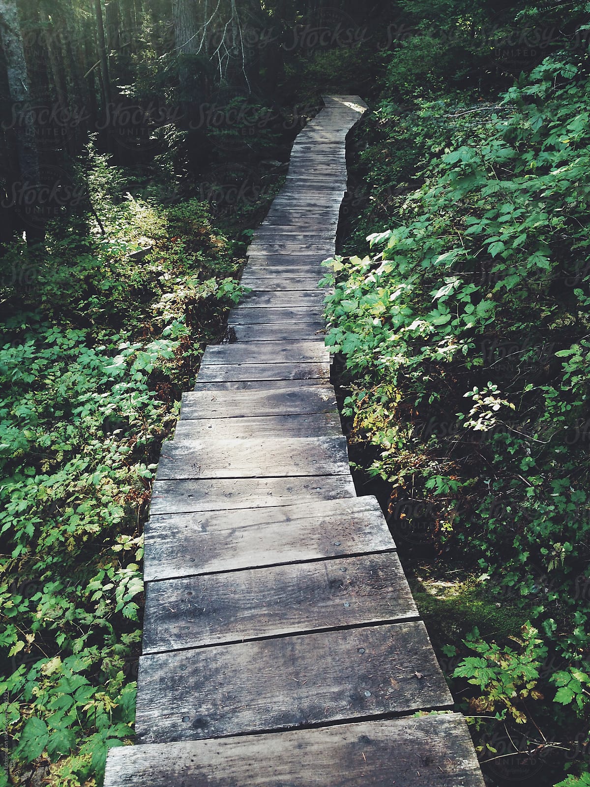 Boardwalk hiking trail through lush forest, North Cascades NP, WA, USA
