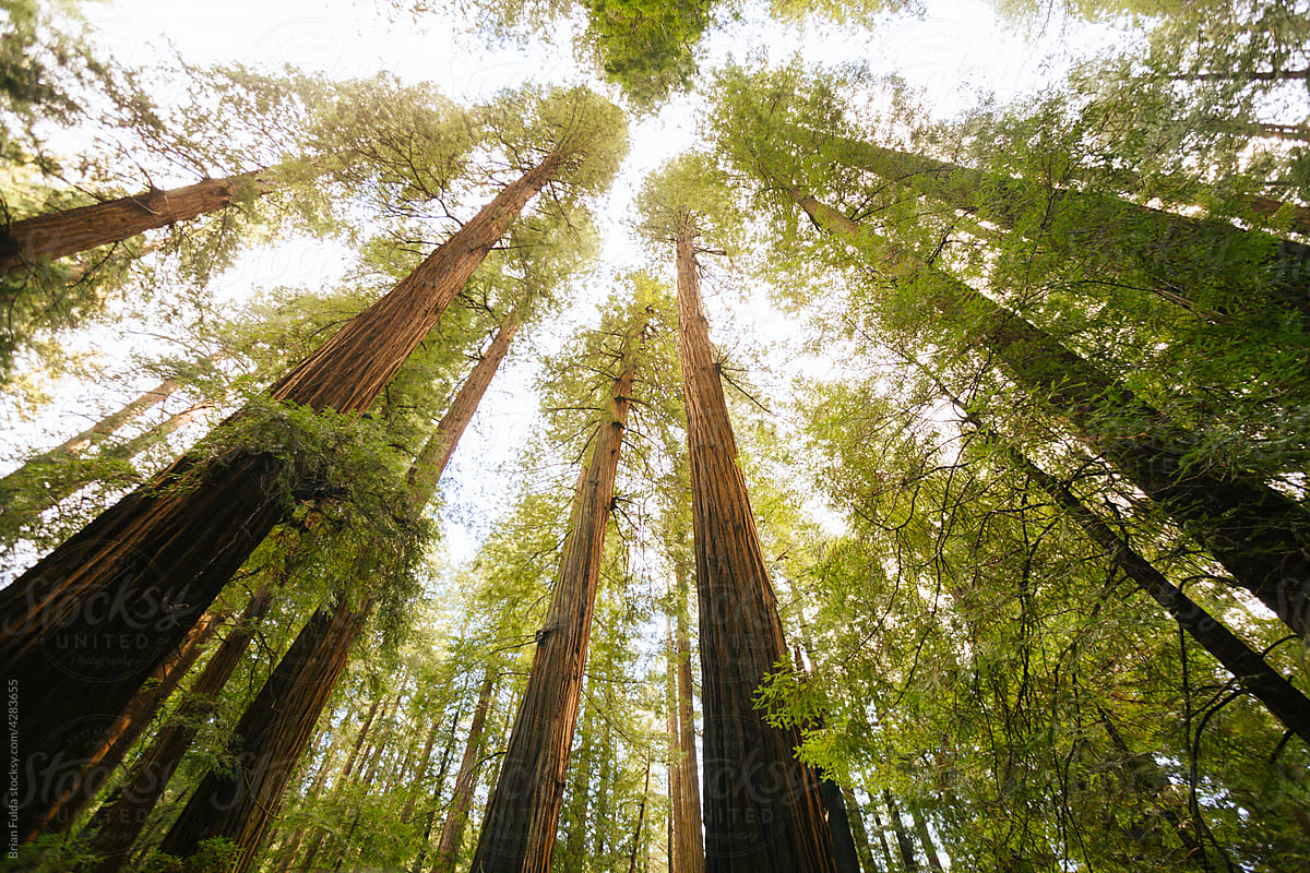 Towering Redwoods