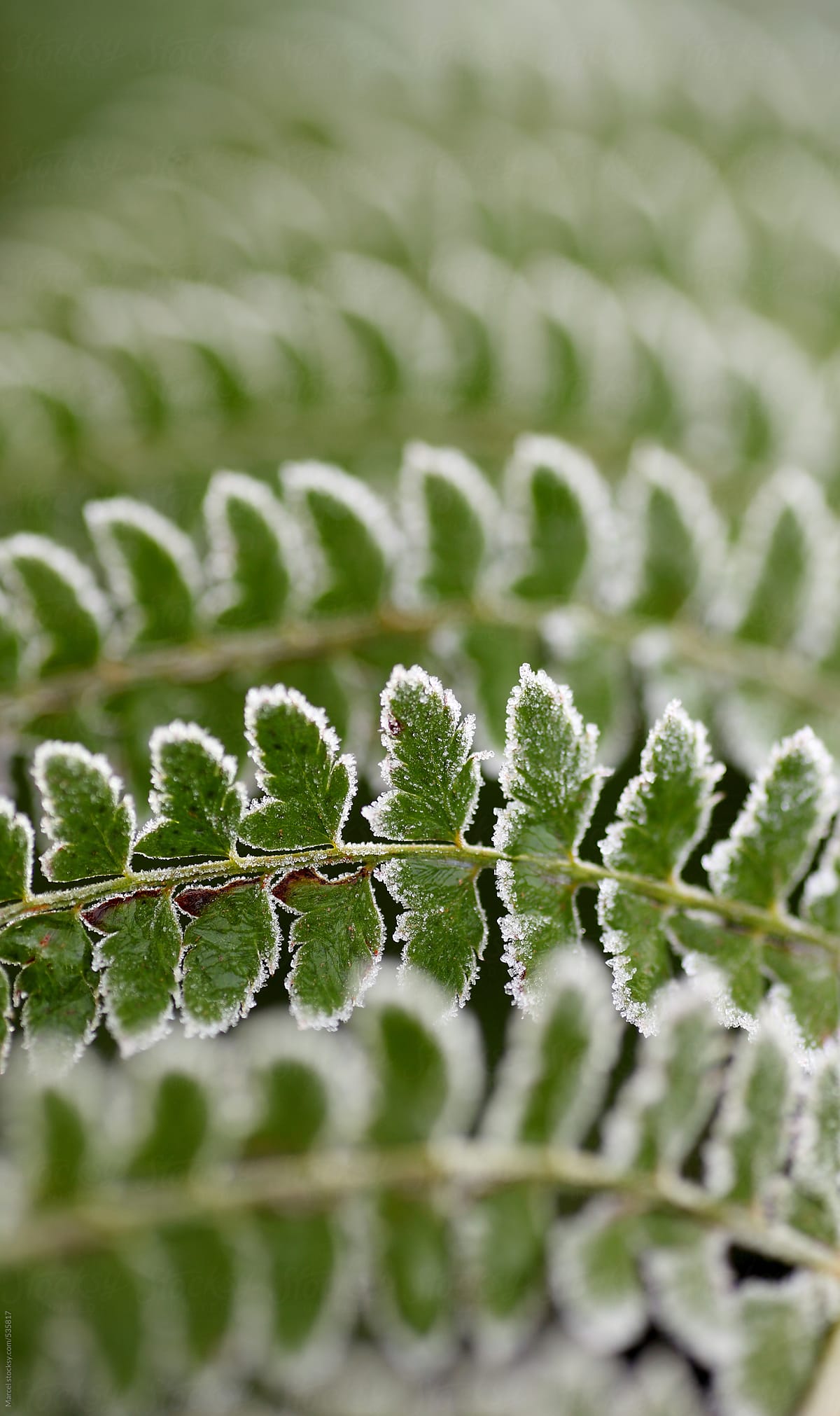 frost on a fern leaf