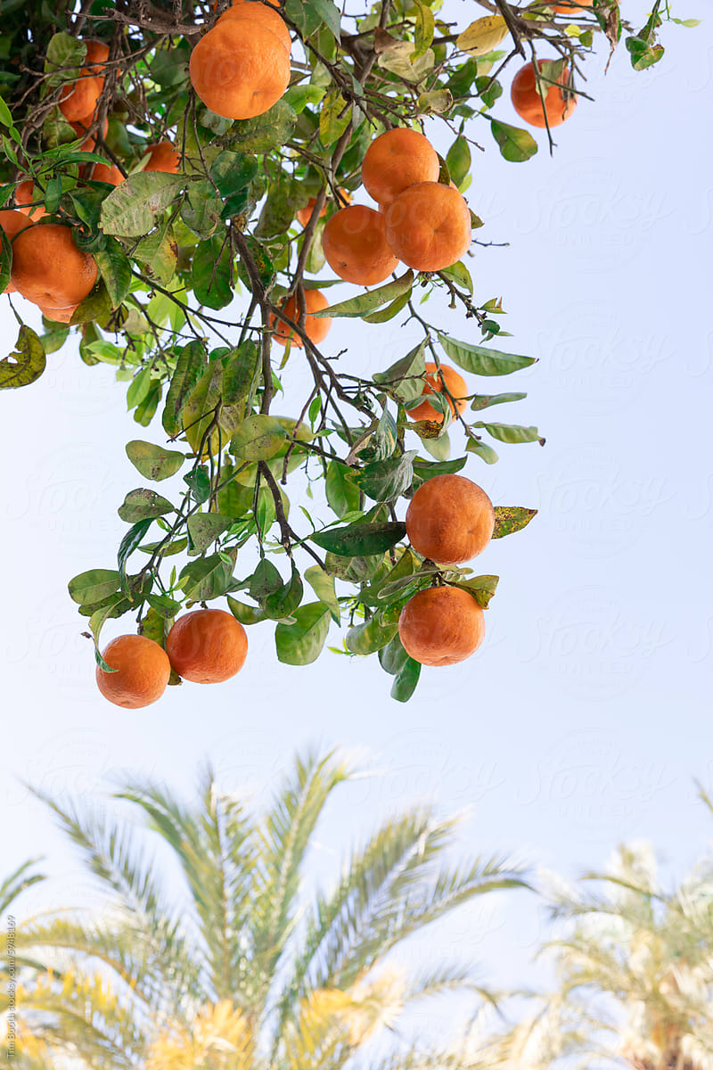 Oranges in a tree