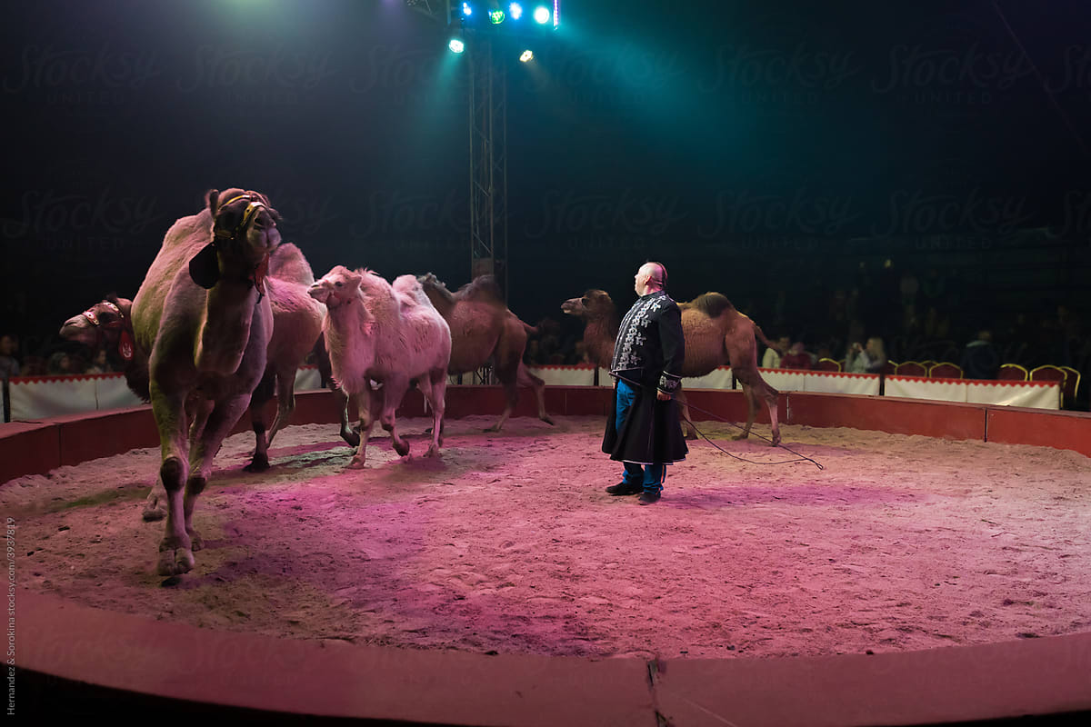 Circus Artist With Camels On Stage
