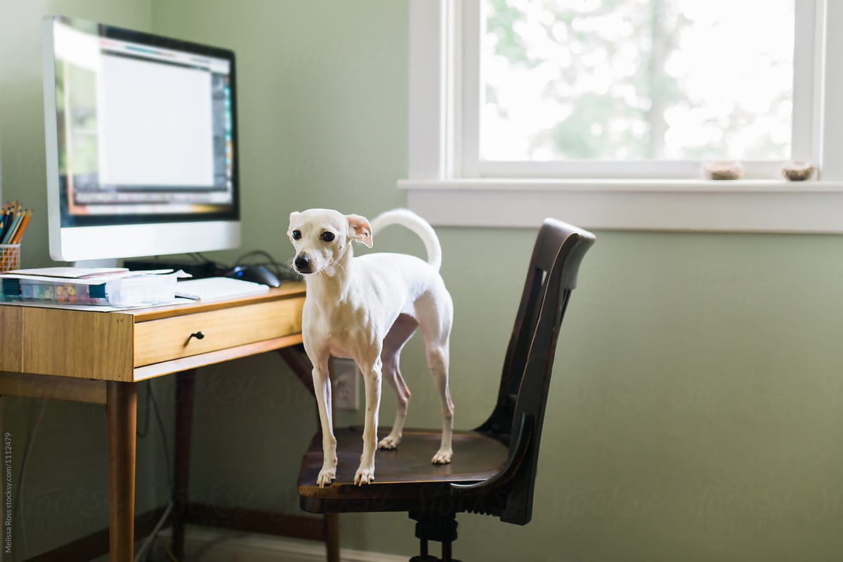 Little white dog standing on a desk chair near his owners\' workspace.