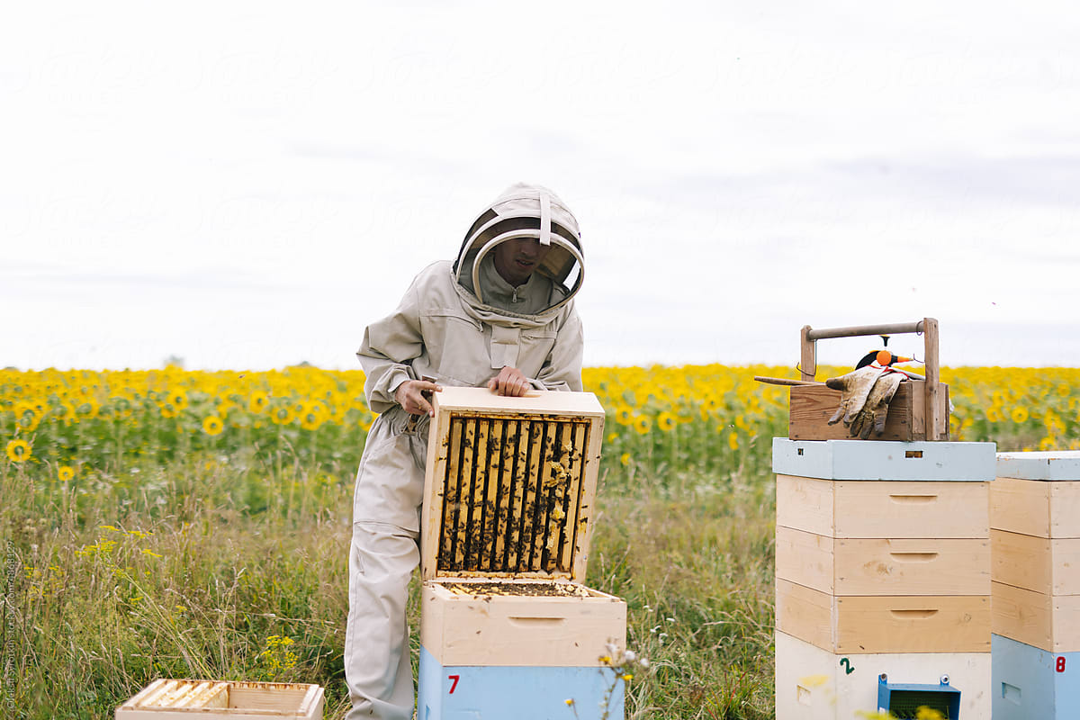 Beekeeper hive apiary job inspect
