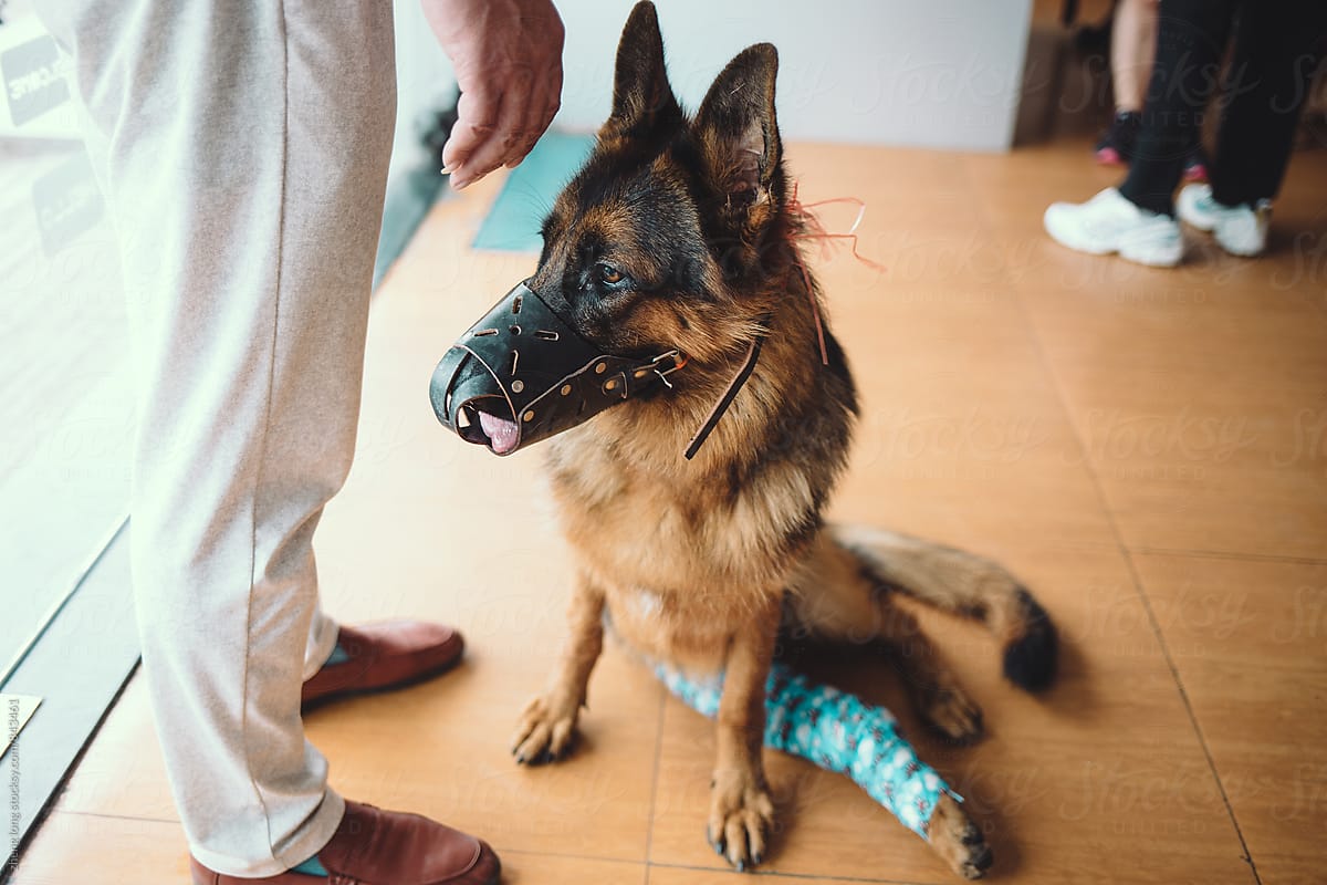 Wounded German Shepherd in pet hospital
