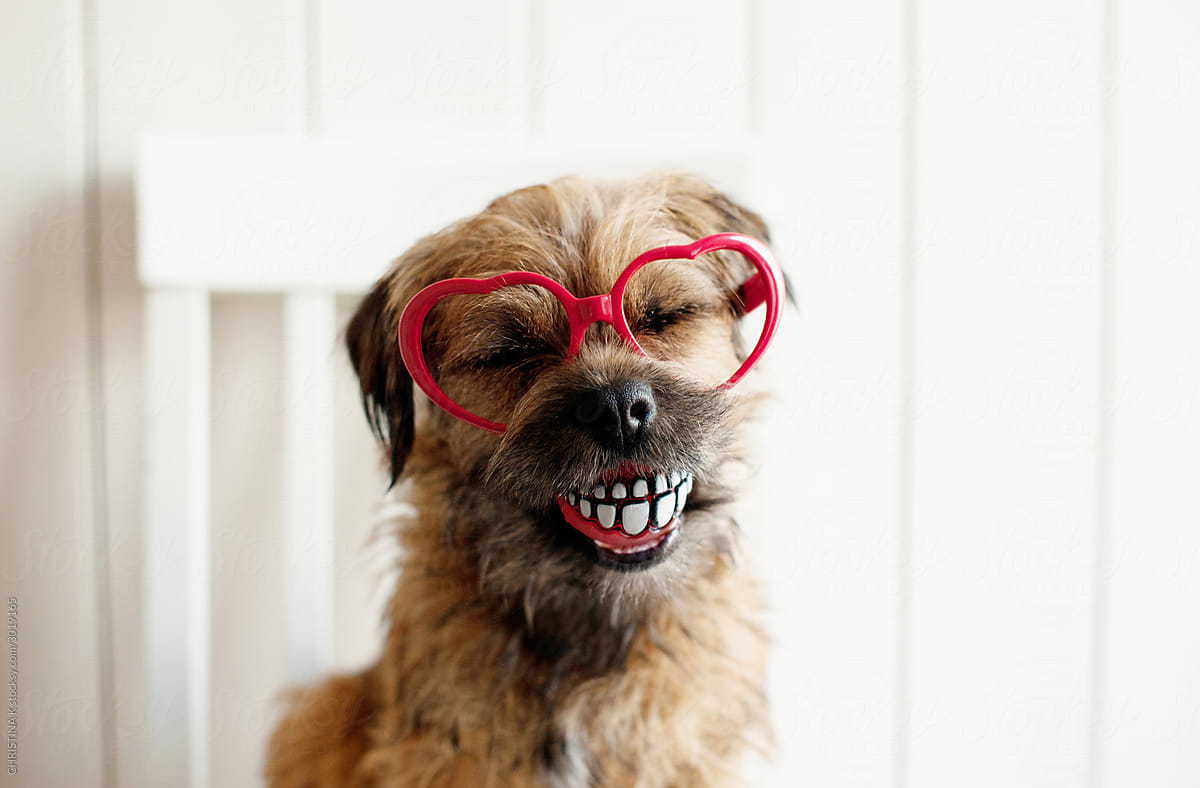 Border Terrier wearing heart glasses and holding a ball in her mouth