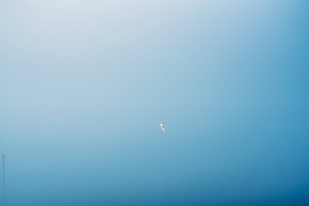 A lonely bird on blue sunny sky
