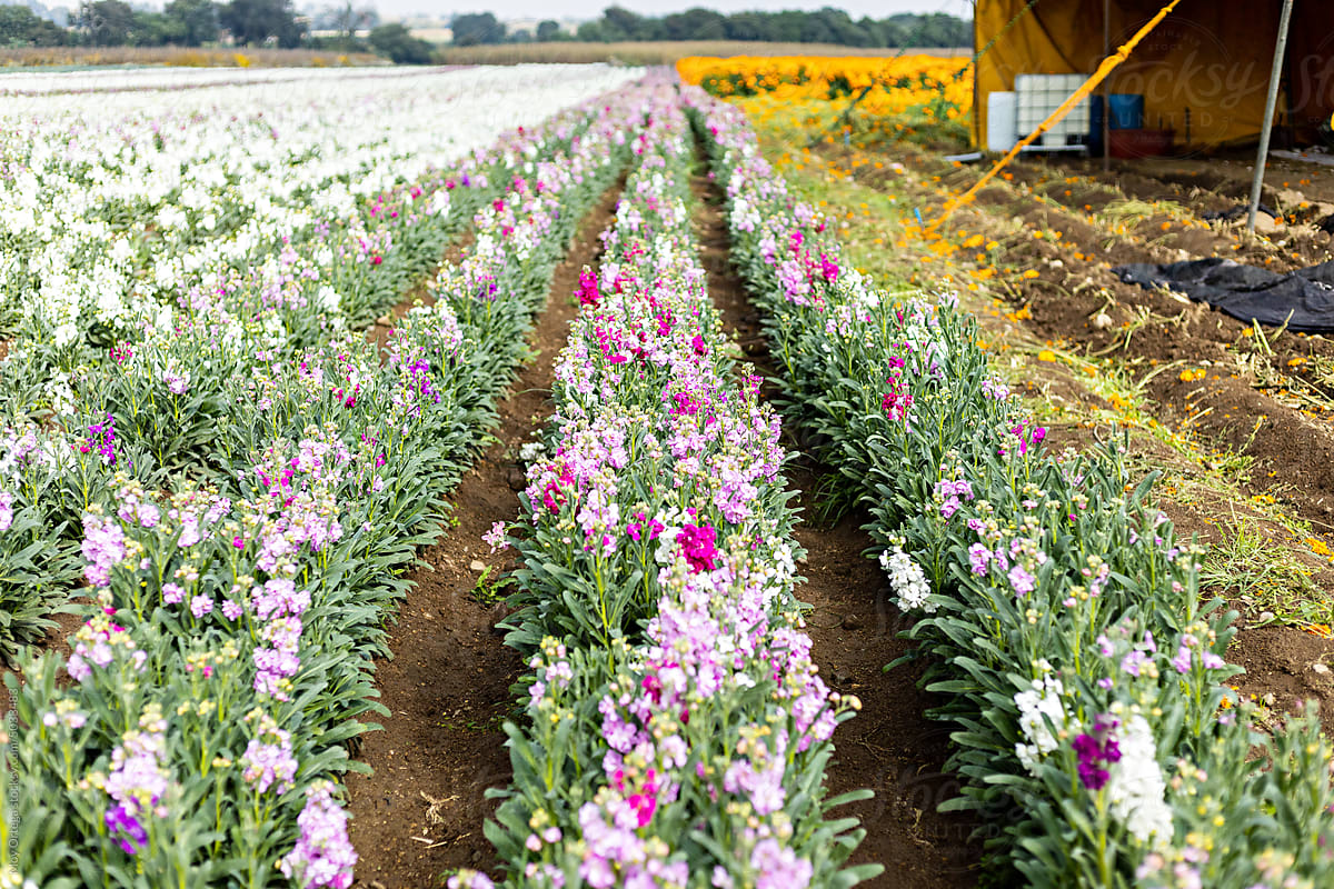 Flower planting furrows in a flower plantation next to a tent